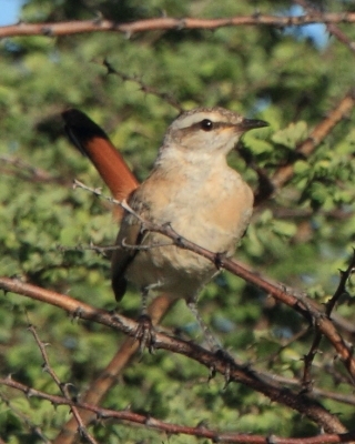 Drozdówka pustynna - Cercotrichas paena - Kalahari Scrub Robin