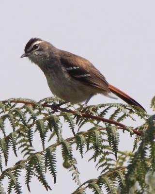 Drozdówka sawannowa - Cercotrichas hartlaubi - Brown-backed Scrub Robin