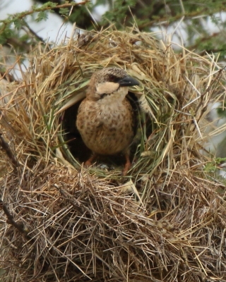 Dziergacz łuskowany - Plocepasser donaldsoni - Donaldson Smith's Sparrow Weaver