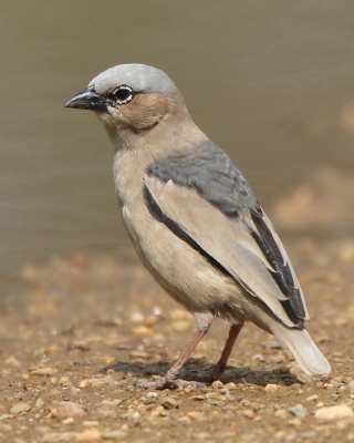 Gromadnik siwogłowy - Pseudonigrita arnaudi - Grey-headed Social Weaver
