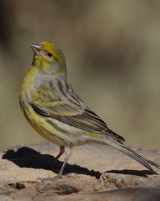 Kanarek - Serinus canaria - Atlantic Canary