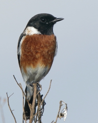 Kląskawka afrykańska - Saxicola torquatus - African Stonechat