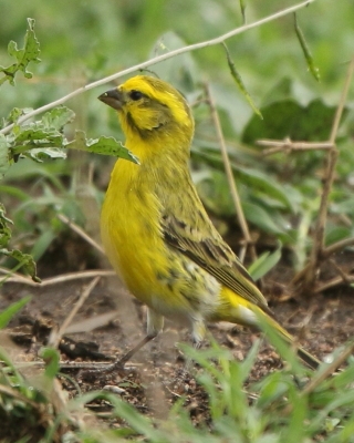 Afrokulczyk białobrzuchy - Crithagra dorsostriata - White-bellied Canary