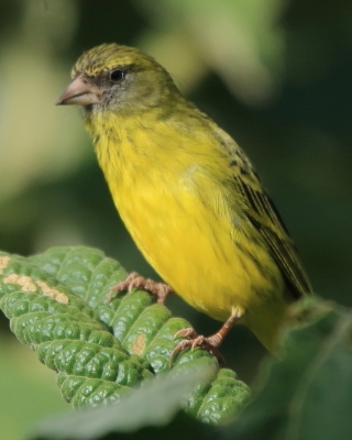 Afrokulczyk ciemnolicy - Crithagra hyposticta - East African Citril