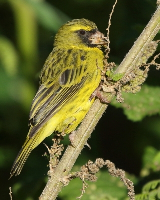 Afrokulczyk diademowy - Crithagra frontalis - Western Citril