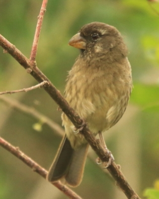 Afrokulczyk grubodzioby - Crithagra burtoni - Thick-billed Seedeater