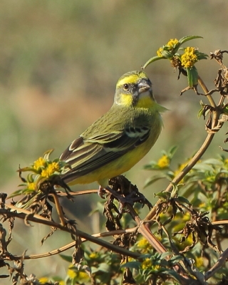 Afrokulczyk mozambijski - Crithagra mozambica - Yellow-fronted Canary