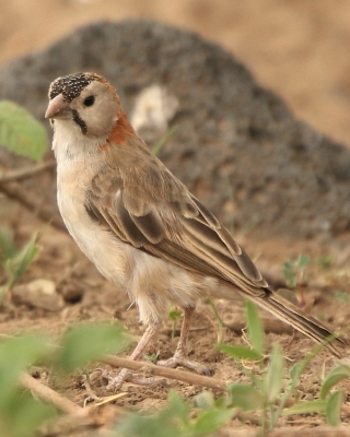 Łuskogłowik czarnobrody - Sporopipes squamifrons - Scaly-fronted Weaver