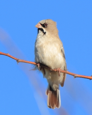 Łuskogłowik rdzawoszyi - Sporopipes frontalis - Speckle-fronted Weaver