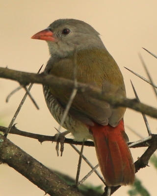 Melba pstra - Pytilia melba - Green-winged Pytilia