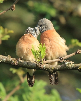Mniszka łuskolica - Odontospiza griseicapilla - Grey-headed Silverbill