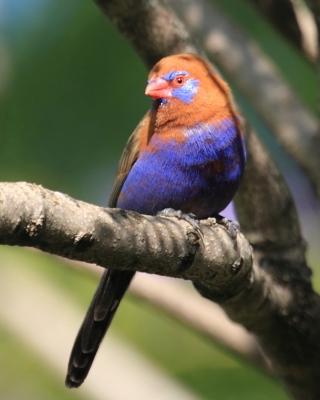 Motylik niebieskobrzuchy - Granatina ianthinogaster - Purple Grenadier