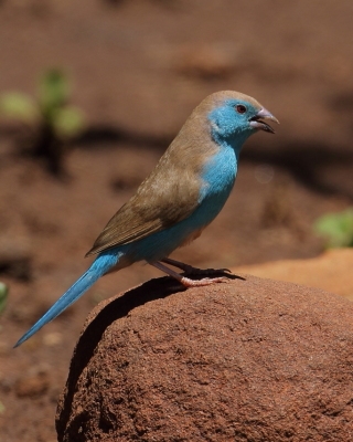 Motylik sawannowy - Uraeginthus angolensis - Blue-breasted Cordon-bleu