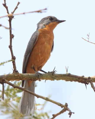 Mucharka srebrna - Empidornis semipartitus - Silverbird