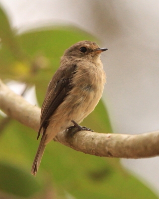 Muchołówka myszata - Muscicapa adusta - African Dusky Flycatcher
