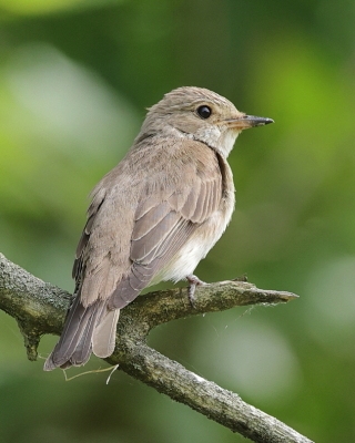 Muchołówka szara - Muscicapa striata - Spotted Flycatcher