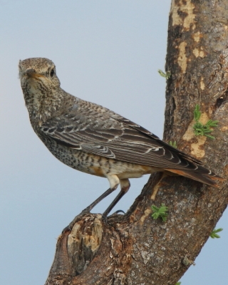 Nagórnik - Monticola saxatilis - Common Rock Thrush