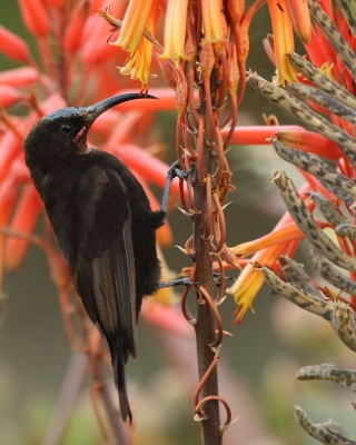 Nektarnik ametystowy - Chalcomitra amethystina - Amethyst Sunbird