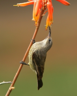 Nektarnik czarnoskrzydły - Cinnyris mariquensis - Marico Sunbird