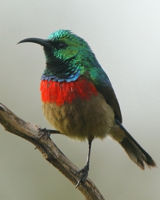 Nektarnik dwuwstęgi - Cinnyris mediocris - Eastern Double-collared Sunbird