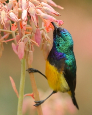 Nektarnik fioletowy - Cinnyris venustus - Variable Sunbird