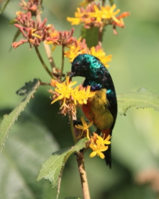 Nektarnik królewski - Cinnyris regius - Regal Sunbird