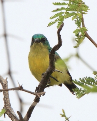 Nektarzyk obrożny - Hedydipna collaris - Collared Sunbird
