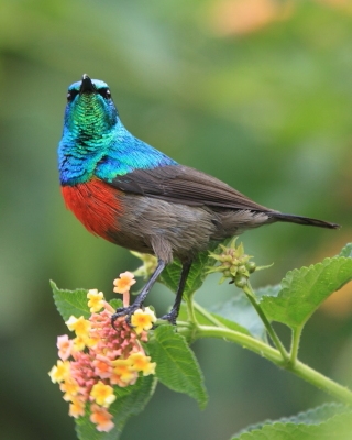 Nektarnik oliwkowobrzuchy - Cinnyris chloropygius - Olive-bellied Sunbird