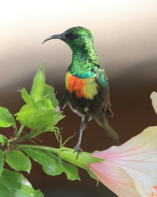 Nektarnik piękny - Cinnyris pulchellus - Beautiful Sunbird