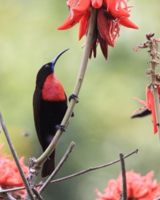 Nektarnik szkarłatny - Chalcomitra senegalensis - Scarlet-chested Sunbird