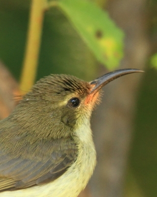 Nektarnik zielonogrzbiety - Cinnyris talatala - White-breasted Sunbird