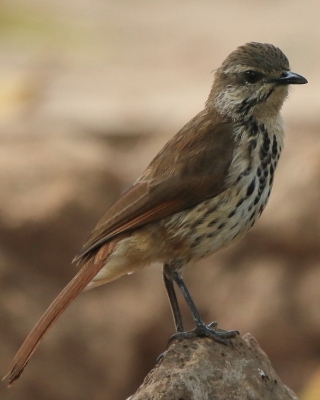 Palmodrozd plamisty - Cichladusa guttata - Spotted Palm Thrush