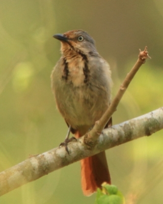 Palmodrozd tarczowy - Cichladusa arquata - Collared Palm Thrush