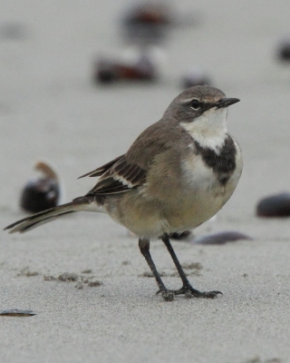 Pliszka obrożna - Motacilla capensis - Cape Wagtail