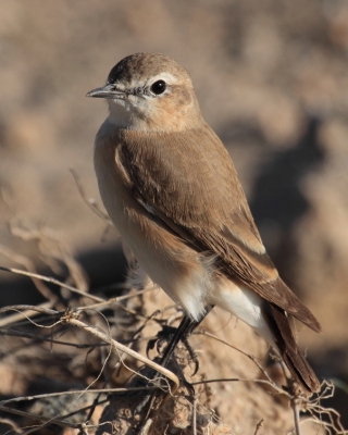 Pokląskwa - Saxicola rubetra - Whinchat