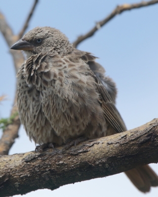 Sawannik - Histurgops ruficauda - Rufous-tailed Weaver