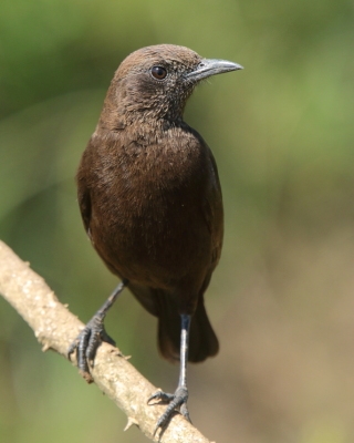 Smolarek brunatny - Myrmecocichla aethiops - Northern Anteater-Chat