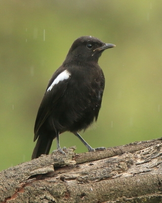 Smolarek epoletowy - Myrmecocichla nigra - Sooty Chat