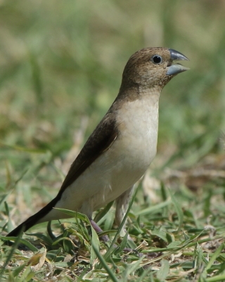 Srebrnodziobek afrykański - Euodice cantans - African Silverbill