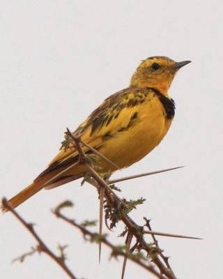 Świergotnik - Tmetothylacus tenellus - Golden Pipit