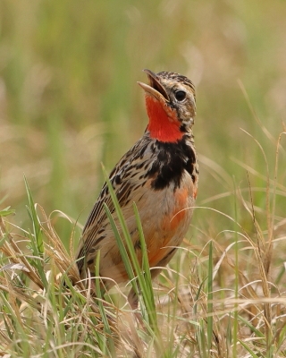 Szponnik różowogardły - Macronyx ameliae - Rosy-throated Longclaw