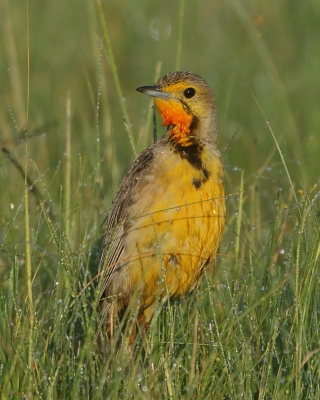 Szponnik rudobrewy - Macronyx capensis - Cape Longclaw