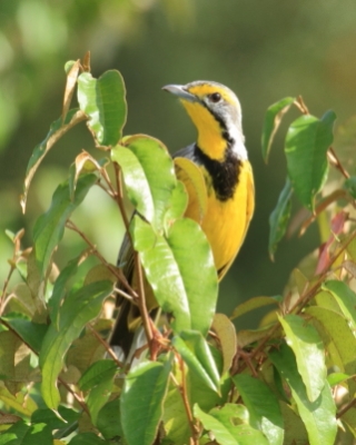 Szponnik żółtogardły - Macronyx croceus - Yellow-throated Longclaw
