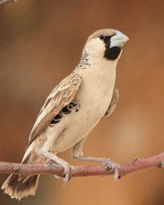 Tkacz - Philetairus socius - Sociable Weaver
