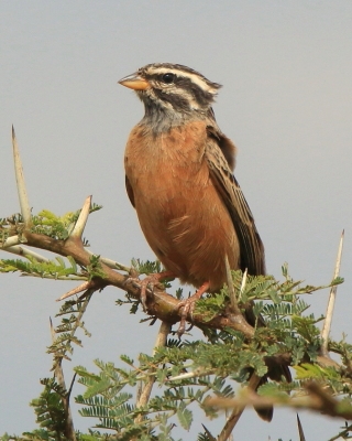 Trznadel cynamonowy - Emberiza tahapisi - Cinnamon-breasted Bunting