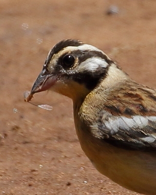Trznadel złotobrzuchy - Emberiza flaviventris - Golden-breasted Bunting