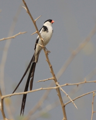 Wdówka białobrzucha - Vidua macroura - Pin-tailed Whydah