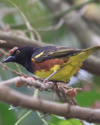 Wikłacz żałobny - Ploceus weynsi - Weyns's Weaver