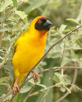 Wikłacz akacjowy - Ploceus vitellinus - Vitelline Masked-Weaver