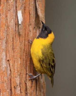 Wikłacz ciemnodzioby - Ploceus pelzelni - Slender-billed Weaver